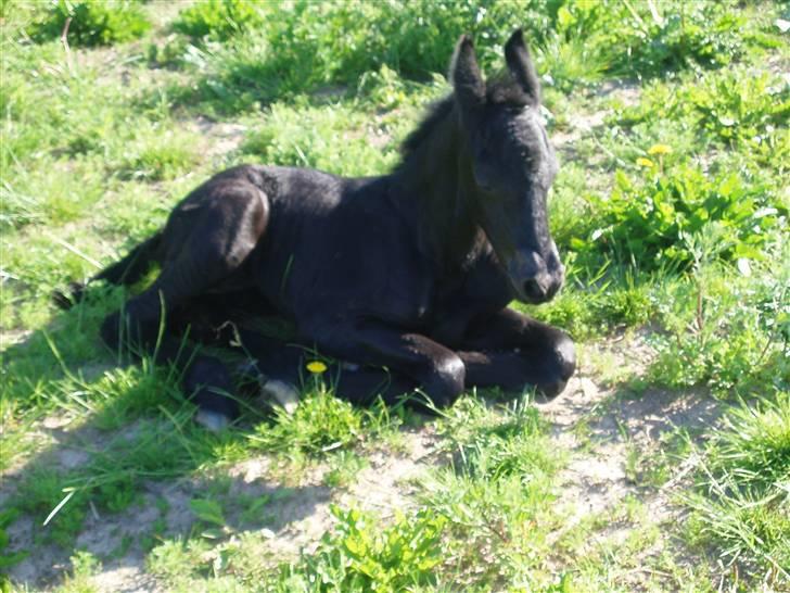 Frieser Aia af Nygaard - Blevet træt. 1 dag gammel billede 4