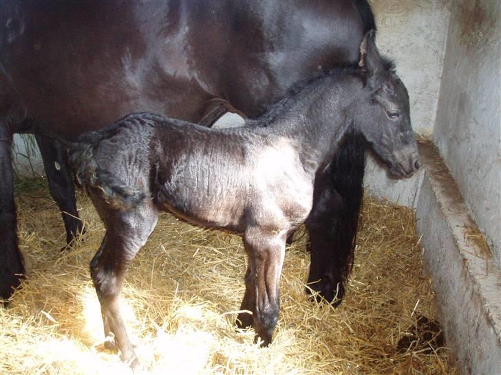 Frieser Aia af Nygaard - 1 dag. gammel billede 5