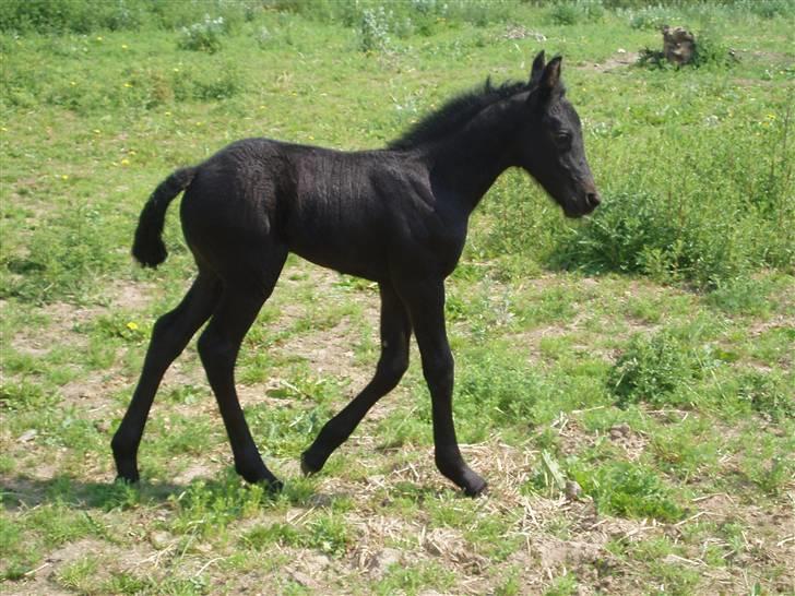 Frieser Aia af Nygaard - En uge gammel billede 6