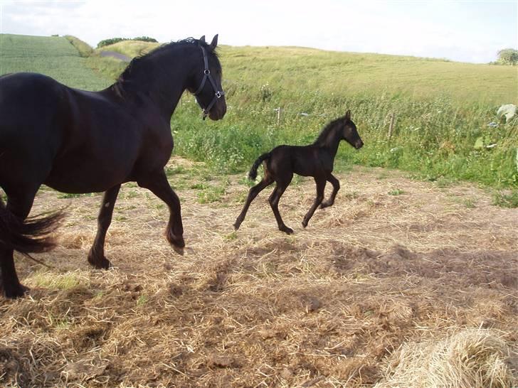 Frieser Aia af Nygaard - Kandu følge med mor...:o) billede 7