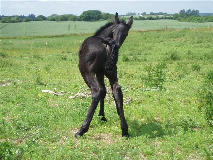 Frieser Aia af Nygaard - Uhhh min numse kløer billede 8