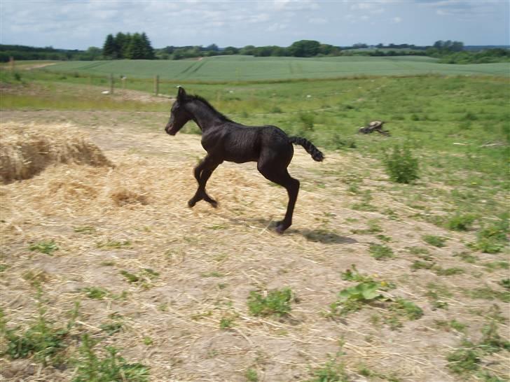 Frieser Aia af Nygaard - Halløj kan i fange mig...:o) billede 9