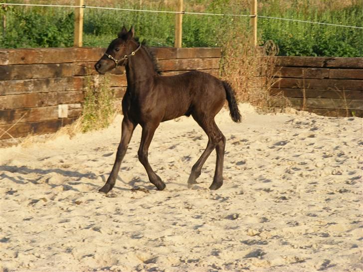 Frieser Aia af Nygaard - Første gang på ridebanen med mor...:o) billede 10