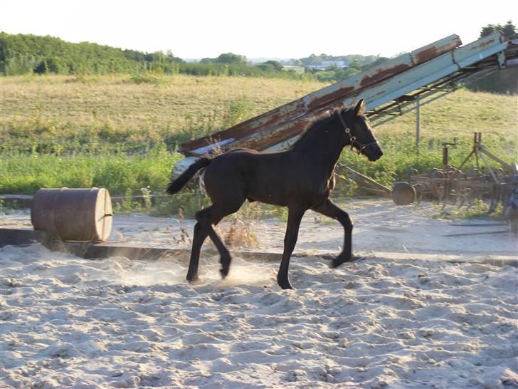 Frieser Aia af Nygaard - Se mig lige...:o) billede 11