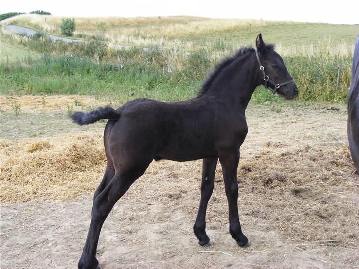 Frieser Aia af Nygaard - En dag på folden....:o) billede 12