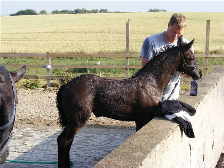 Frieser Aia af Nygaard - Så skal jeg vaskes. Jeg skal nemlig til kåring...:o) billede 13