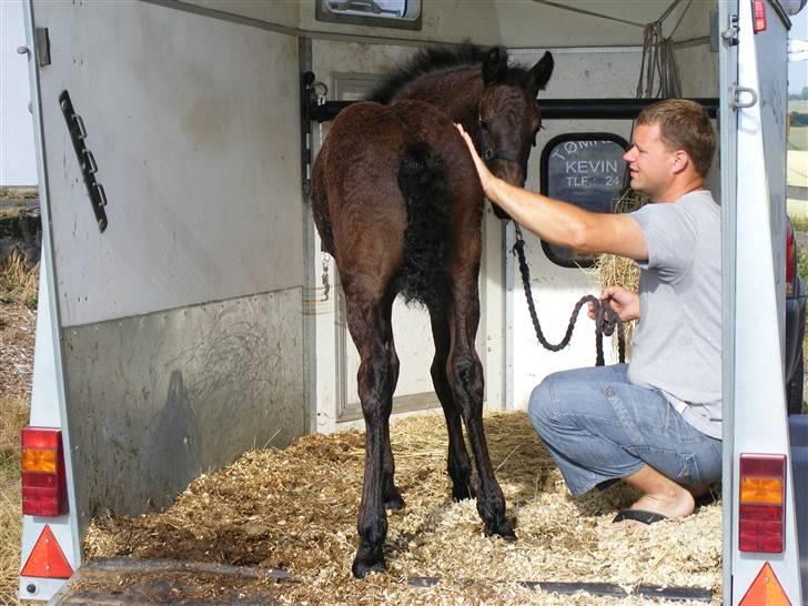 Frieser Aia af Nygaard - Jeg er blevet super god til at gå i trailer....:o) Min mor skulle jo ned og ins. så jeg kan få en bror eller søster. billede 14