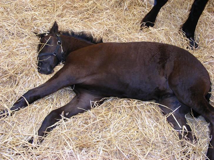 Frieser Aia af Nygaard - Puha jeg er godt nok træt.... Efter et bad og en trailer tur. Skal på banen og kåres om en time...:o) billede 15