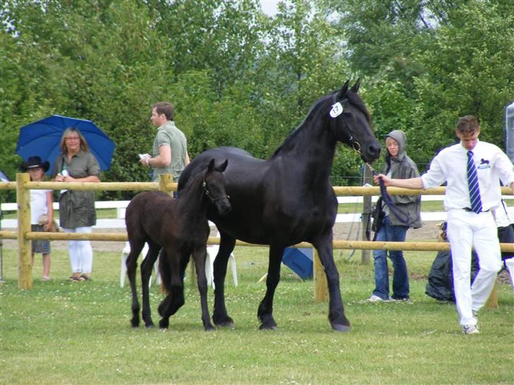 Frieser Aia af Nygaard - Her er mor og jeg så... Til kåring i Ringsted ved den årlige DFF kåring. Fik en fin 3 præmie, med en rigtig god beskrivelse af mig. Gad ikke rigtig løbe foran bowlerhattene...:o) billede 16