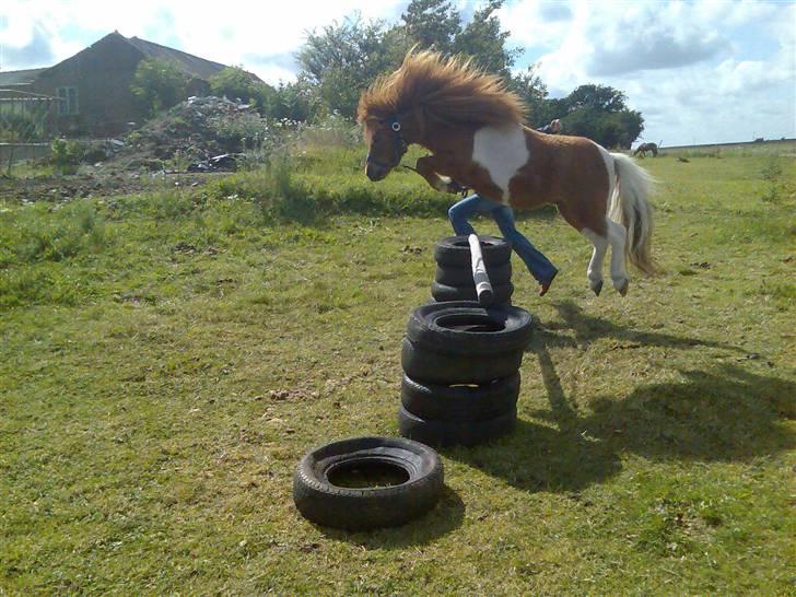 Shetlænder Chif billede 2