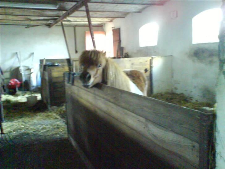 Shetlænder Chif - Chif i stalden, inden vi flyttede billede 6