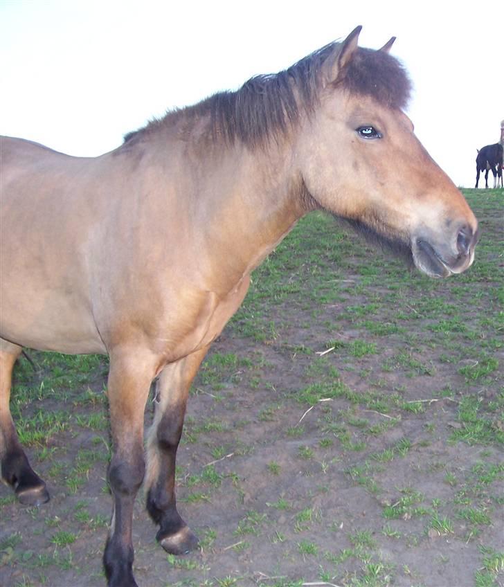 Islænder Muska frà Vallanesi <3 billede 5