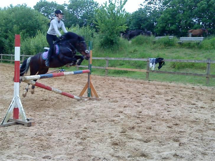 Anden særlig race Bette Hansen billede 11