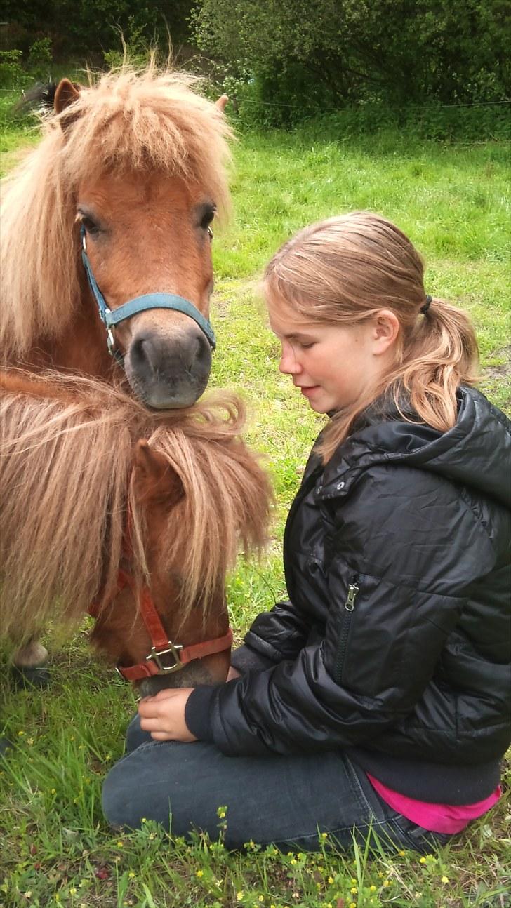 Shetlænder Valde billede 1