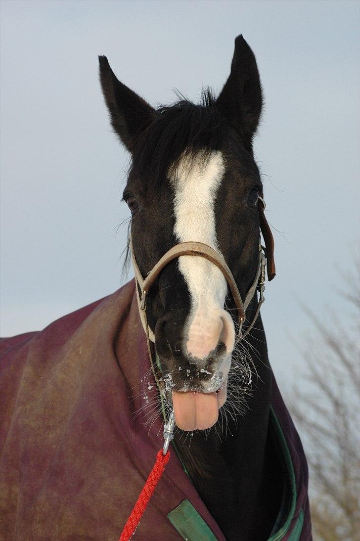 Holstener Prior's Maluta *SOULMATE* R.I.P 15/09/2011 - Fordi du er en vinder´ uanset hvad <3 billede 13