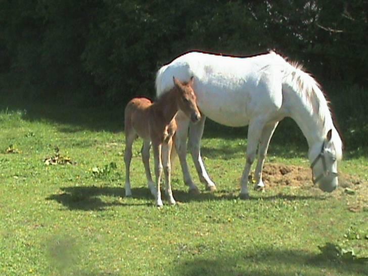 New Forest Pretty Girl billede 4