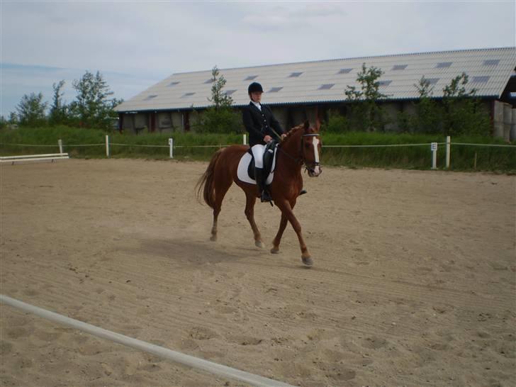 Frederiksborg Atlantis - Dressur stævne (se flere billeder i foto albums) billede 4