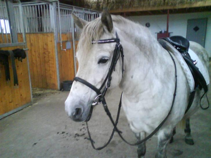 Islænder Sorta Fra Årup1 (har lånt) - Sorta på stalgangen, klar til afgang billede 2