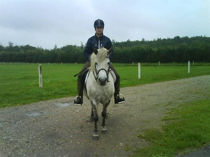 Islænder Sorta Fra Årup1 (har lånt) - Kom nu....... så går vi:) billede 3