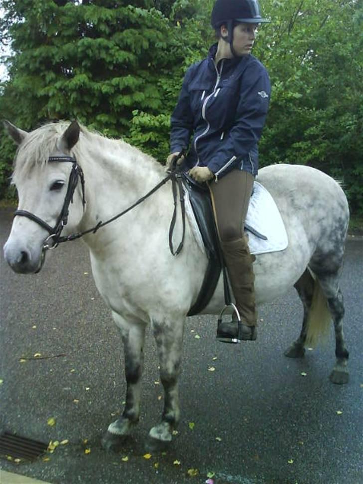 Islænder Sorta Fra Årup1 (har lånt) - Smukke Sorta..... Grimme jeg!!!!:) billede 4