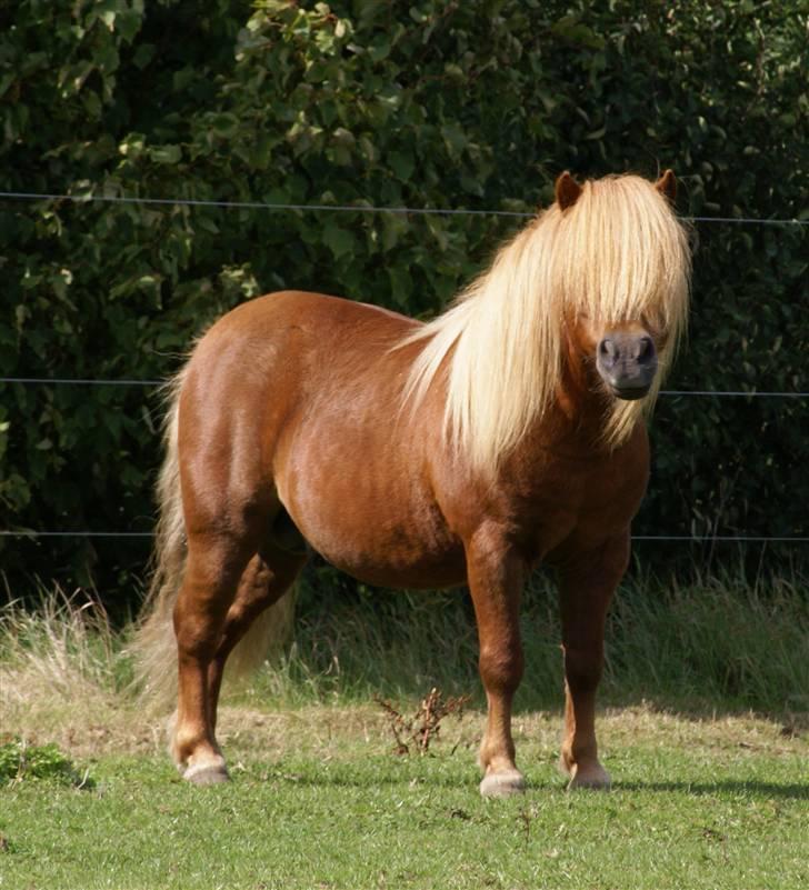 Shetlænder munkebjergs prins - prins 08 billede 10