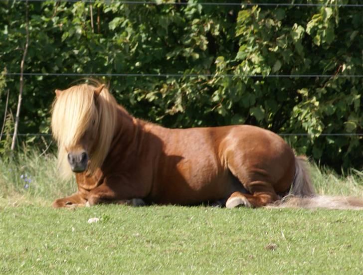 Shetlænder munkebjergs prins - prins o8 billede 11