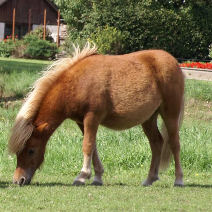 Shetlænder  munkebjergs fina(solgt) billede 17