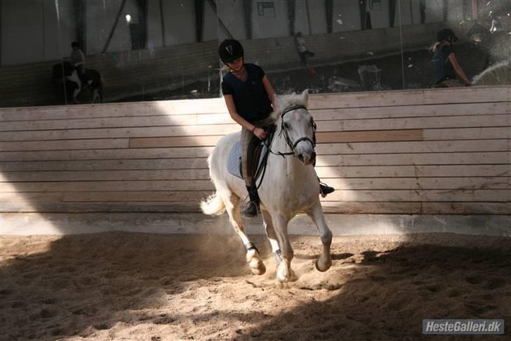 Anden særlig race Hugo (tidl. passer)  -         foto: rikke billede 13