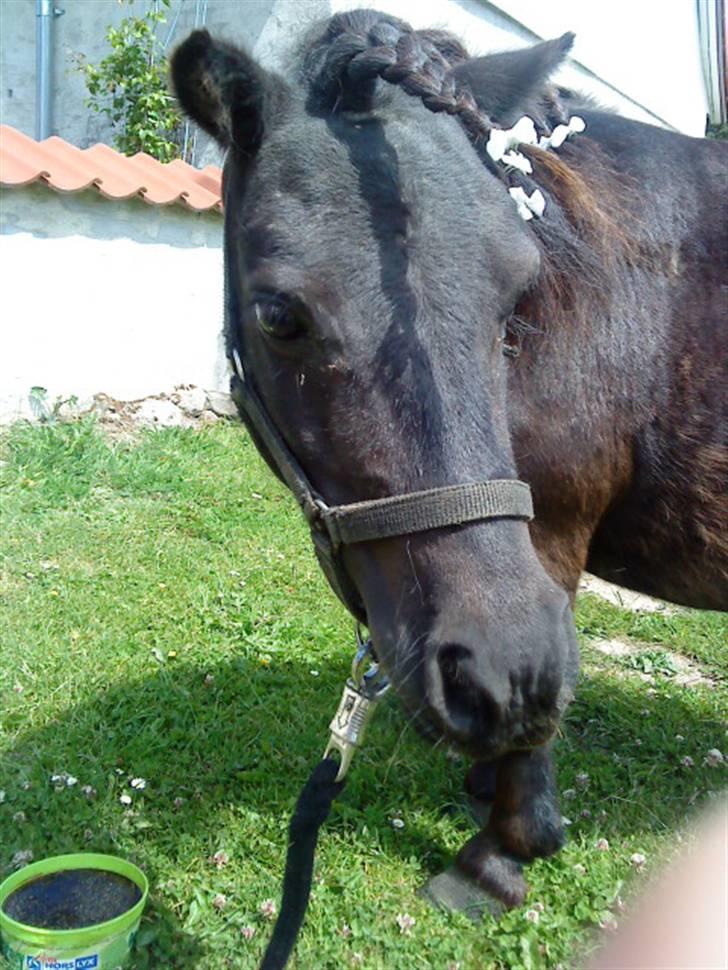 Shetlænder Skovvangens Mischa - <33 billede 10