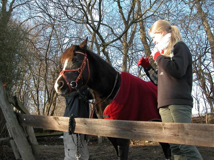 Welsh Pony af Cob-type (sec C) Alpina - FEB. 06 - Vi sadler den lille bavian op (: billede 1