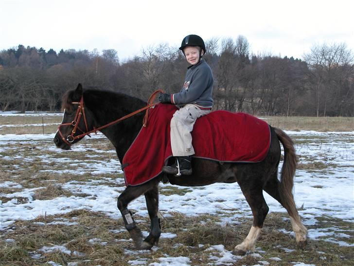 Welsh Pony af Cob-type (sec C) Alpina - FEB. 06 - Lillebror rider. billede 2