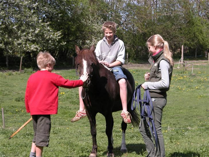 Welsh Pony af Cob-type (sec C) Alpina - MAJ 06 - Uha. det var nyt at sidde på en hest. billede 6