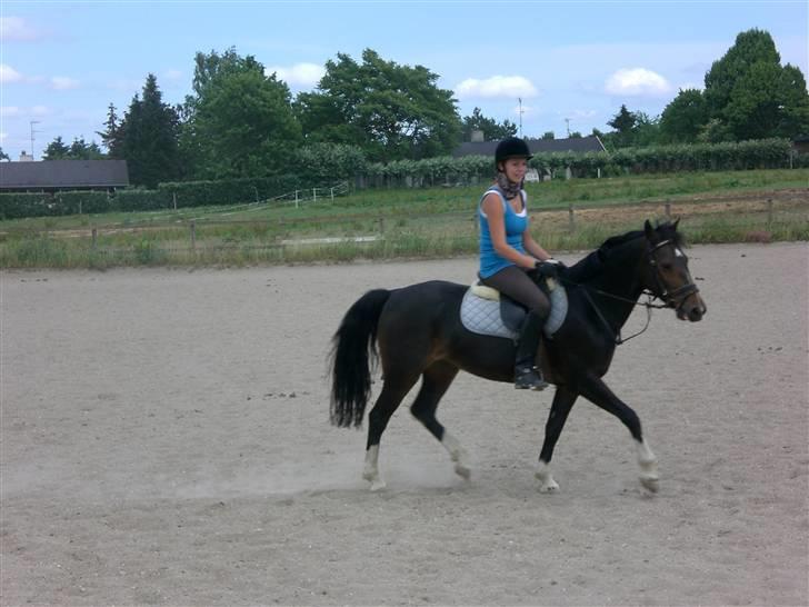 Hollandsk Sportspony Mistery Girl - Uh.. Sanne på Misser, igen (: billede 5