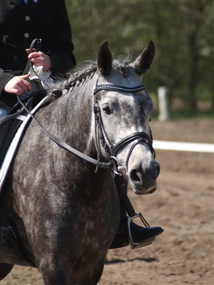 Anden særlig race Victoria - Victoria. billede 1