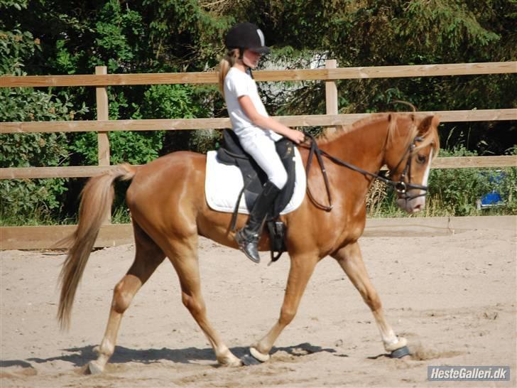 Arabisk fuldblod (OX) Sultan (R.I.P) billede 8