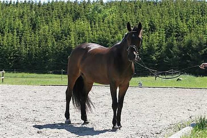 Anden særlig race SWEET WONDER ~ solgt. billede 18