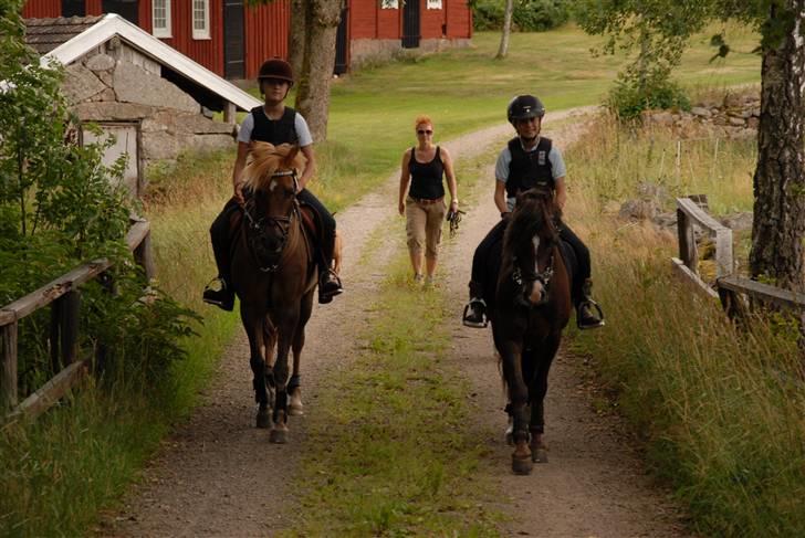 Welsh Pony (sec B) KallistalodgeViper RIP:'( - i vores sverigeshus billede 17