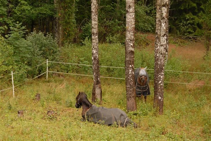 Welsh Pony (sec B) KallistalodgeViper RIP:'( - afslapning på folden i sverigeshuset billede 19