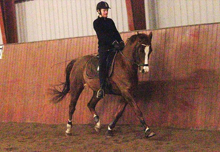 Sportsaraber (A) min smukke Joy  pynter på himmelen nu billede 18