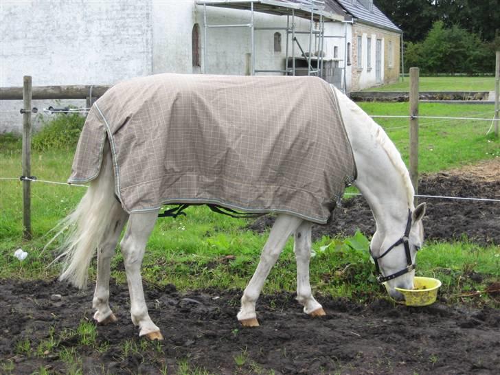 Hollandsk Sportspony Silverqueen "R.I.P" billede 2