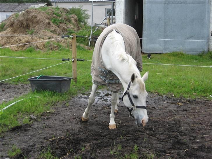 Hollandsk Sportspony Silverqueen "R.I.P" billede 3