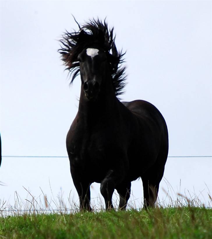Welsh Cob (sec D) Ringside Thomas- Avl - 28-8-2008 billede 12