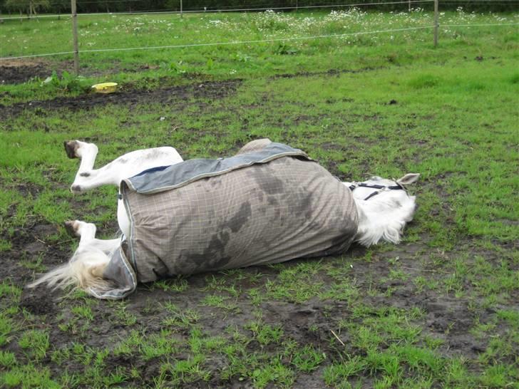 Hollandsk Sportspony Silverqueen "R.I.P" billede 4