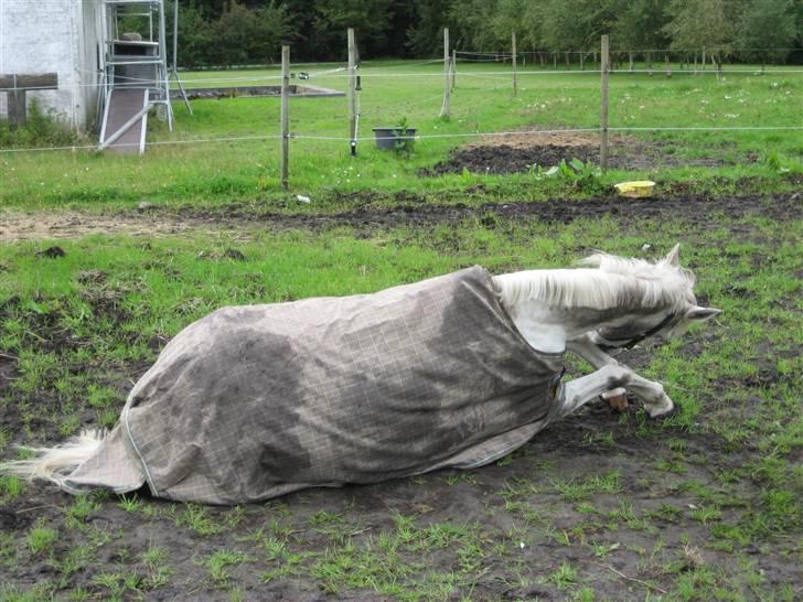 Hollandsk Sportspony Silverqueen "R.I.P" billede 5