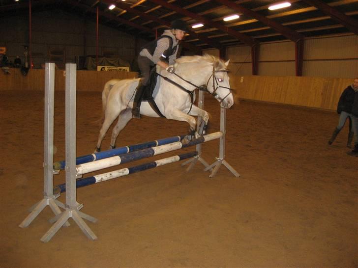 Hollandsk Sportspony Silverqueen "R.I.P" billede 8