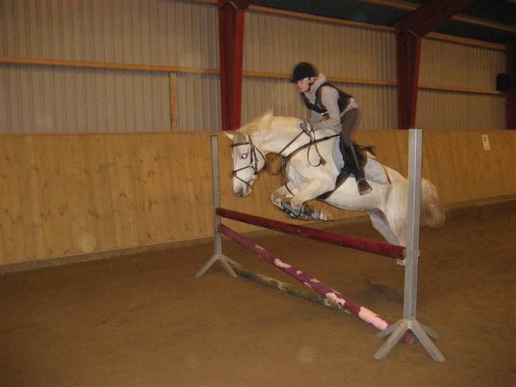 Hollandsk Sportspony Silverqueen "R.I.P" billede 9