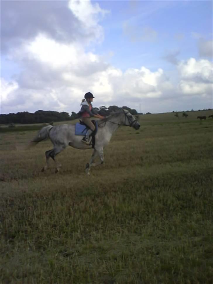 Anden særlig race Line ( halvpart) billede 16