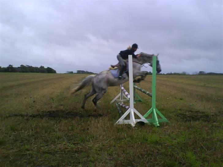 Anden særlig race Line ( halvpart) billede 18