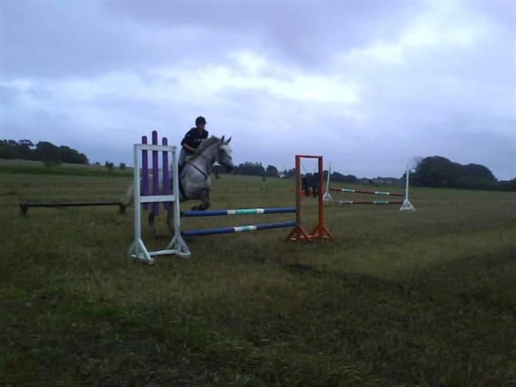 Anden særlig race Line ( halvpart) billede 20