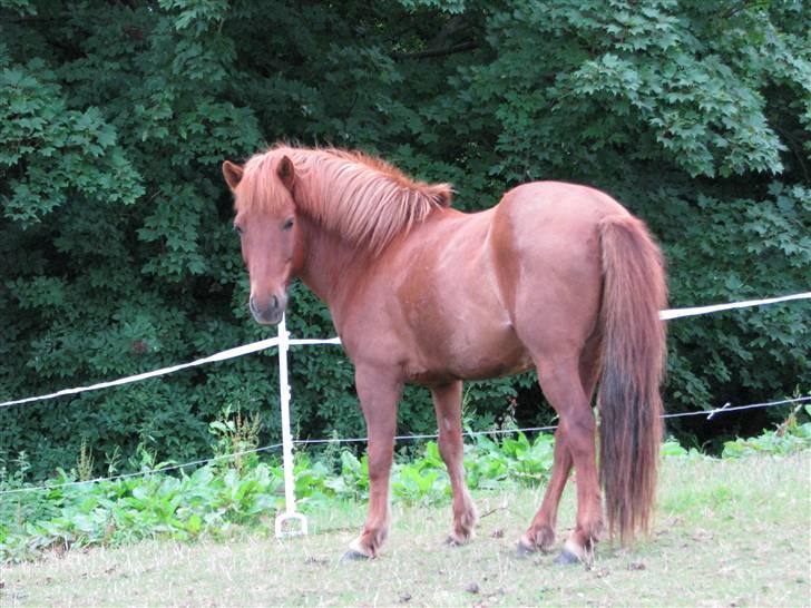 Islænder Fengur fra Vellev mose billede 18